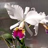 Cattleya Eva´s Fabula Contigo (labiata SA x rex) .